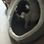 Pet Tent Cave Bed for Cats Small Dogs Self-Warming Cat Tent Bed Cat Hut Comfortable Pet Sleeping Bed Foldable Removable Washable photo review