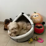 Pet Tent Cave Bed for Cats Small Dogs Self-Warming Cat Tent Bed Cat Hut Comfortable Pet Sleeping Bed Foldable Removable Washable photo review