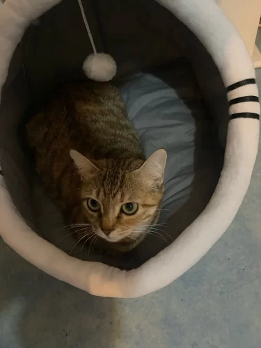 Pet Tent Cave Bed for Cats Small Dogs Self-Warming Cat Tent Bed Cat Hut Comfortable Pet Sleeping Bed Foldable Removable Washable photo review