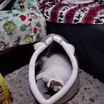 Pet Tent Cave Bed for Cats Small Dogs Self-Warming Cat Tent Bed Cat Hut Comfortable Pet Sleeping Bed Foldable Removable Washable photo review