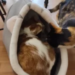 Pet Tent Cave Bed for Cats Small Dogs Self-Warming Cat Tent Bed Cat Hut Comfortable Pet Sleeping Bed Foldable Removable Washable photo review