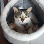 Pet Tent Cave Bed for Cats Small Dogs Self-Warming Cat Tent Bed Cat Hut Comfortable Pet Sleeping Bed Foldable Removable Washable photo review