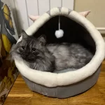 Cat Toys | Mouse Shape toys | Foldable Cat Toys । Cat & Dog Toys | ATOZBY photo review