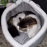 Pet Tent Cave Bed for Cats Small Dogs Self-Warming Cat Tent Bed Cat Hut Comfortable Pet Sleeping Bed Foldable Removable Washable photo review