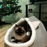 Pet Tent Cave Bed for Cats Small Dogs Self-Warming Cat Tent Bed Cat Hut Comfortable Pet Sleeping Bed Foldable Removable Washable photo review