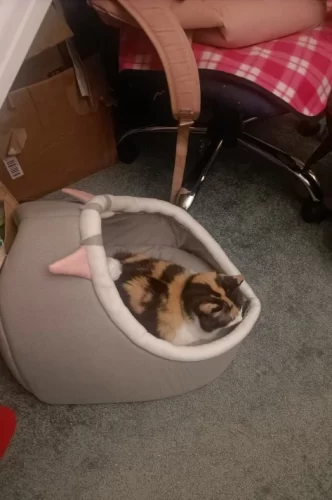Pet Tent Cave Bed for Cats Small Dogs Self-Warming Cat Tent Bed Cat Hut Comfortable Pet Sleeping Bed Foldable Removable Washable photo review
