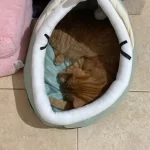 Pet Tent Cave Bed for Cats Small Dogs Self-Warming Cat Tent Bed Cat Hut Comfortable Pet Sleeping Bed Foldable Removable Washable photo review