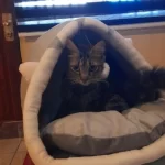 Pet Tent Cave Bed for Cats Small Dogs Self-Warming Cat Tent Bed Cat Hut Comfortable Pet Sleeping Bed Foldable Removable Washable photo review