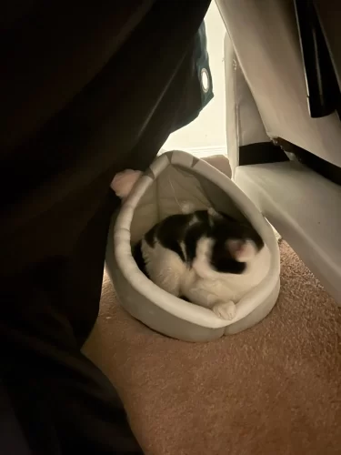 Pet Tent Cave Bed for Cats Small Dogs Self-Warming Cat Tent Bed Cat Hut Comfortable Pet Sleeping Bed Foldable Removable Washable photo review
