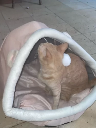 Pet Tent Cave Bed for Cats Small Dogs Self-Warming Cat Tent Bed Cat Hut Comfortable Pet Sleeping Bed Foldable Removable Washable photo review