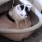 Pet Tent Cave Bed for Cats Small Dogs Self-Warming Cat Tent Bed Cat Hut Comfortable Pet Sleeping Bed Foldable Removable Washable photo review