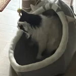 Pet Tent Cave Bed for Cats Small Dogs Self-Warming Cat Tent Bed Cat Hut Comfortable Pet Sleeping Bed Foldable Removable Washable photo review