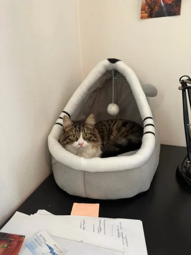 Pet Tent Cave Bed for Cats Small Dogs Self-Warming Cat Tent Bed Cat Hut Comfortable Pet Sleeping Bed Foldable Removable Washable photo review
