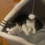 Pet Tent Cave Bed for Cats Small Dogs Self-Warming Cat Tent Bed Cat Hut Comfortable Pet Sleeping Bed Foldable Removable Washable photo review