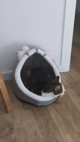 Pet Tent Cave Bed for Cats Small Dogs Self-Warming Cat Tent Bed Cat Hut Comfortable Pet Sleeping Bed Foldable Removable Washable photo review