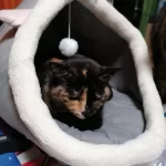 Pet Tent Cave Bed for Cats Small Dogs Self-Warming Cat Tent Bed Cat Hut Comfortable Pet Sleeping Bed Foldable Removable Washable photo review