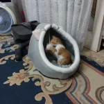 Pet Tent Cave Bed for Cats Small Dogs Self-Warming Cat Tent Bed Cat Hut Comfortable Pet Sleeping Bed Foldable Removable Washable photo review