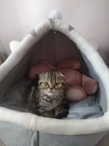 Pet Tent Cave Bed for Cats Small Dogs Self-Warming Cat Tent Bed Cat Hut Comfortable Pet Sleeping Bed Foldable Removable Washable photo review