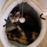 Pet Tent Cave Bed for Cats Small Dogs Self-Warming Cat Tent Bed Cat Hut Comfortable Pet Sleeping Bed Foldable Removable Washable photo review