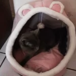 Pet Tent Cave Bed for Cats Small Dogs Self-Warming Cat Tent Bed Cat Hut Comfortable Pet Sleeping Bed Foldable Removable Washable photo review
