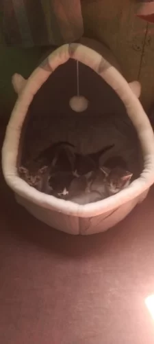 Pet Tent Cave Bed for Cats Small Dogs Self-Warming Cat Tent Bed Cat Hut Comfortable Pet Sleeping Bed Foldable Removable Washable photo review