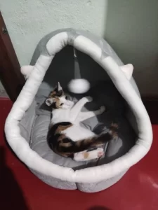 Pet Tent Cave Bed for Cats Small Dogs Self-Warming Cat Tent Bed Cat Hut Comfortable Pet Sleeping Bed Foldable Removable Washable photo review