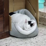 Pet Tent Cave Bed for Cats Small Dogs Self-Warming Cat Tent Bed Cat Hut Comfortable Pet Sleeping Bed Foldable Removable Washable photo review