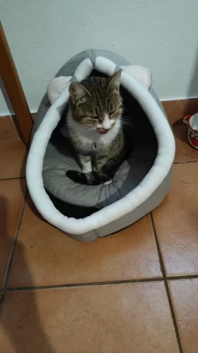 Pet Tent Cave Bed for Cats Small Dogs Self-Warming Cat Tent Bed Cat Hut Comfortable Pet Sleeping Bed Foldable Removable Washable photo review