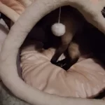 Pet Tent Cave Bed for Cats Small Dogs Self-Warming Cat Tent Bed Cat Hut Comfortable Pet Sleeping Bed Foldable Removable Washable photo review