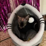 Pet Tent Cave Bed for Cats Small Dogs Self-Warming Cat Tent Bed Cat Hut Comfortable Pet Sleeping Bed Foldable Removable Washable photo review