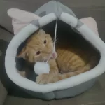 Cat Toys | Cute Octopus Plush । Cat & Dog Toys | ATOZBY photo review