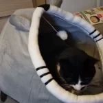 Pet Tent Cave Bed for Cats Small Dogs Self-Warming Cat Tent Bed Cat Hut Comfortable Pet Sleeping Bed Foldable Removable Washable photo review