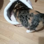 Pet Tent Cave Bed for Cats Small Dogs Self-Warming Cat Tent Bed Cat Hut Comfortable Pet Sleeping Bed Foldable Removable Washable photo review