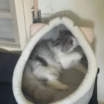 Pet Tent Cave Bed for Cats Small Dogs Self-Warming Cat Tent Bed Cat Hut Comfortable Pet Sleeping Bed Foldable Removable Washable photo review
