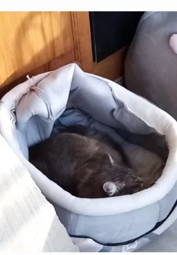 Pet Tent Cave Bed for Cats Small Dogs Self-Warming Cat Tent Bed Cat Hut Comfortable Pet Sleeping Bed Foldable Removable Washable photo review