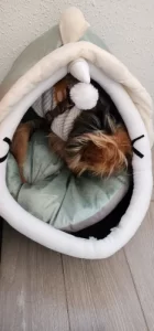Pet Tent Cave Bed for Cats Small Dogs Self-Warming Cat Tent Bed Cat Hut Comfortable Pet Sleeping Bed Foldable Removable Washable photo review