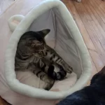 Pet Tent Cave Bed for Cats Small Dogs Self-Warming Cat Tent Bed Cat Hut Comfortable Pet Sleeping Bed Foldable Removable Washable photo review