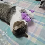 Cat Toys | Cute Octopus Plush । Cat & Dog Toys | ATOZBY photo review