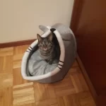 Pet Tent Cave Bed for Cats Small Dogs Self-Warming Cat Tent Bed Cat Hut Comfortable Pet Sleeping Bed Foldable Removable Washable photo review