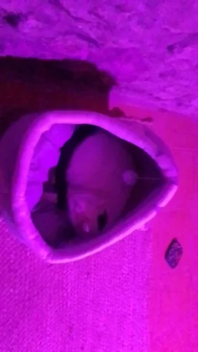 Pet Tent Cave Bed for Cats Small Dogs Self-Warming Cat Tent Bed Cat Hut Comfortable Pet Sleeping Bed Foldable Removable Washable photo review