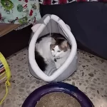 Pet Tent Cave Bed for Cats Small Dogs Self-Warming Cat Tent Bed Cat Hut Comfortable Pet Sleeping Bed Foldable Removable Washable photo review