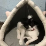 Pet Tent Cave Bed for Cats Small Dogs Self-Warming Cat Tent Bed Cat Hut Comfortable Pet Sleeping Bed Foldable Removable Washable photo review