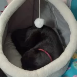 Pet Tent Cave Bed for Cats Small Dogs Self-Warming Cat Tent Bed Cat Hut Comfortable Pet Sleeping Bed Foldable Removable Washable photo review