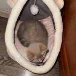 Pet Tent Cave Bed for Cats Small Dogs Self-Warming Cat Tent Bed Cat Hut Comfortable Pet Sleeping Bed Foldable Removable Washable photo review