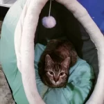 Pet Tent Cave Bed for Cats Small Dogs Self-Warming Cat Tent Bed Cat Hut Comfortable Pet Sleeping Bed Foldable Removable Washable photo review