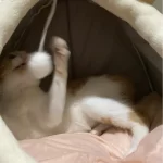 Pet Tent Cave Bed for Cats Small Dogs Self-Warming Cat Tent Bed Cat Hut Comfortable Pet Sleeping Bed Foldable Removable Washable photo review
