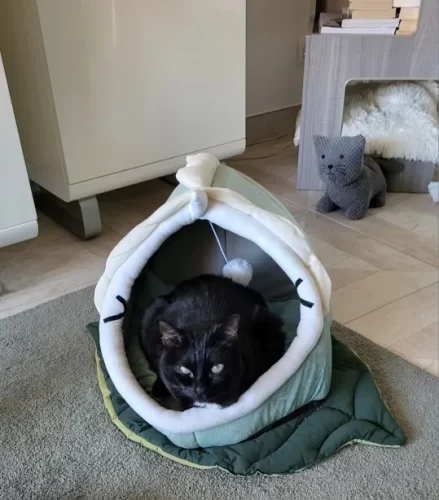 Pet Tent Cave Bed for Cats Small Dogs Self-Warming Cat Tent Bed Cat Hut Comfortable Pet Sleeping Bed Foldable Removable Washable photo review