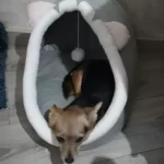 Pet Tent Cave Bed for Cats Small Dogs Self-Warming Cat Tent Bed Cat Hut Comfortable Pet Sleeping Bed Foldable Removable Washable photo review