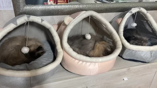 Pet Tent Cave Bed for Cats Small Dogs Self-Warming Cat Tent Bed Cat Hut Comfortable Pet Sleeping Bed Foldable Removable Washable photo review
