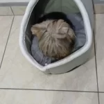 Pet Tent Cave Bed for Cats Small Dogs Self-Warming Cat Tent Bed Cat Hut Comfortable Pet Sleeping Bed Foldable Removable Washable photo review